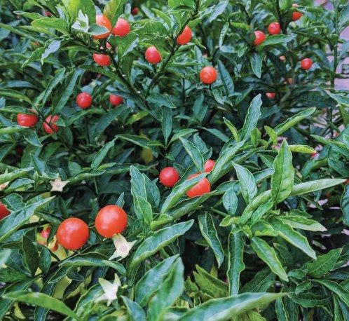 Ashwagandha