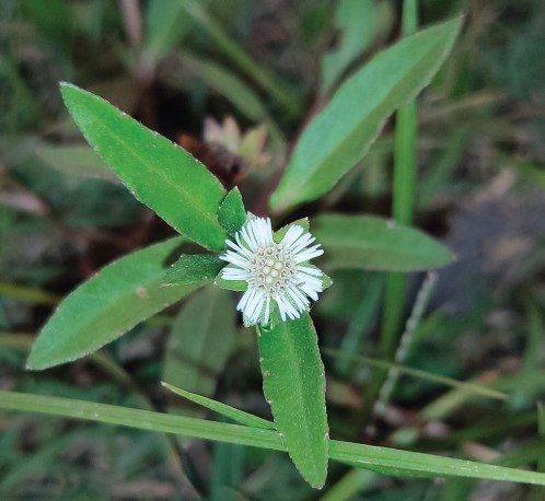 Bhringraj