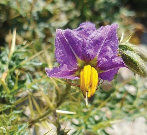 Kantakari