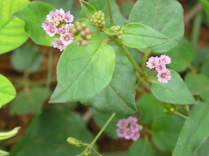 Punarnava