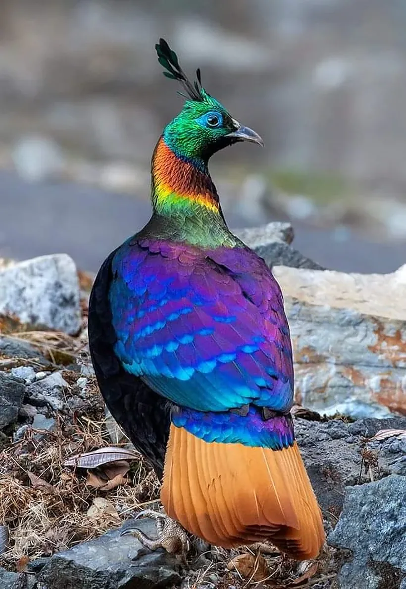 A male Himalayan Monal on a rocky Himalayan slope