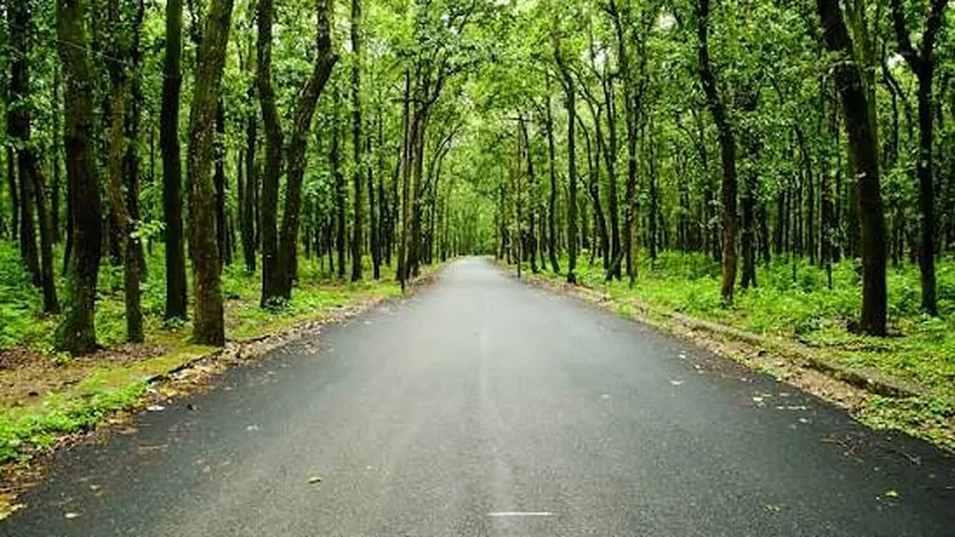 Forest road into the Doon valley