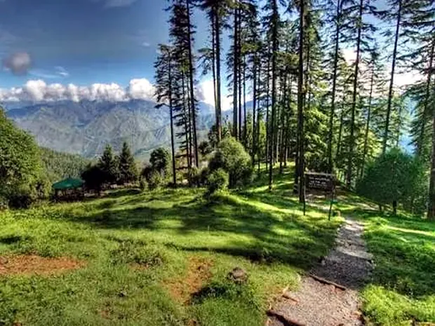 Deodar forest above the valley