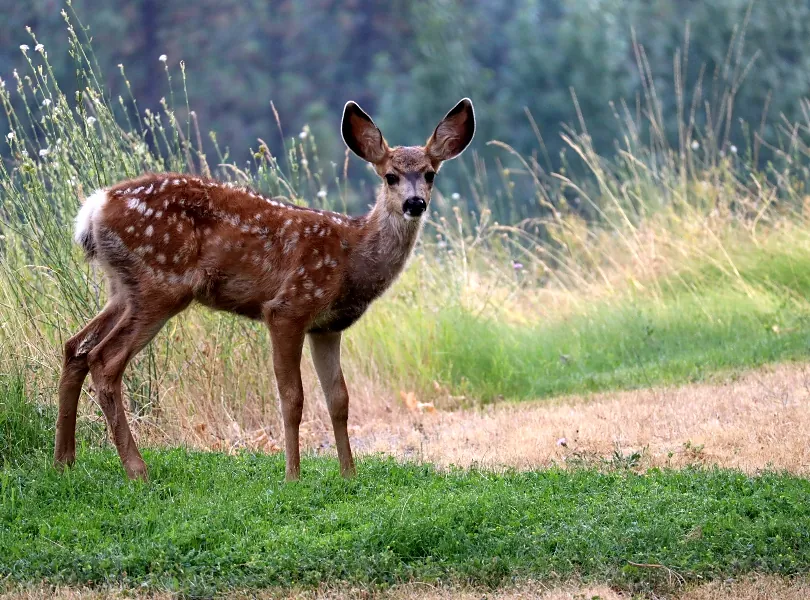 A fawn in the park