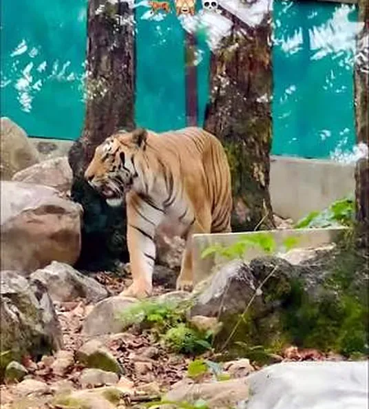 The tiger enclosure