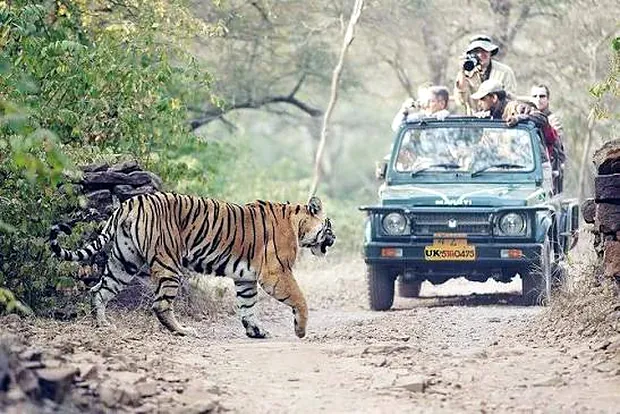 A tiger crossing in front of a safari jeep