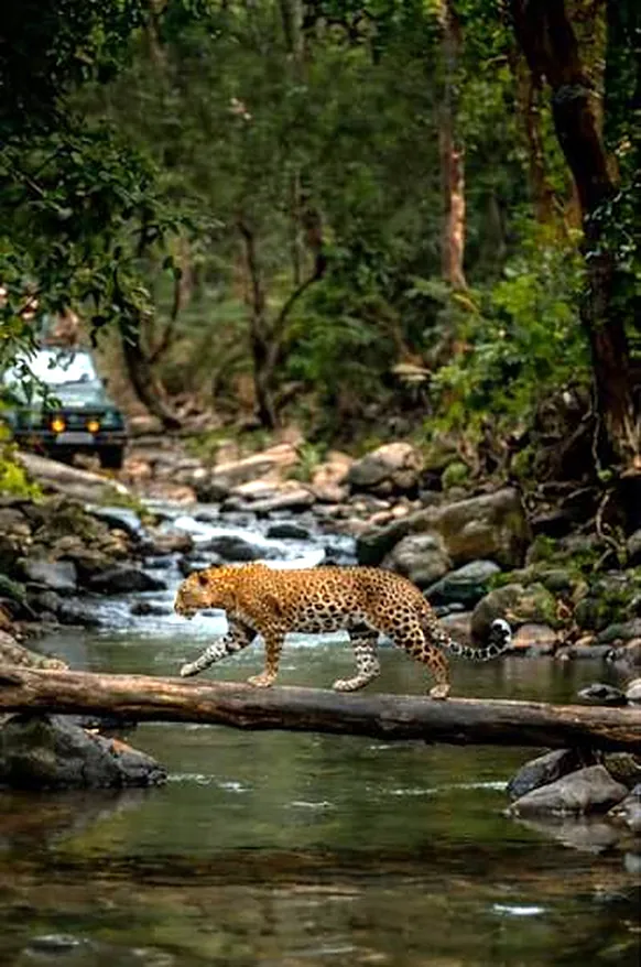 Leopard on a fallen trunk
