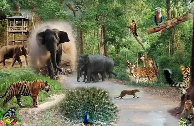 Wildlife of the Shivalik belt
